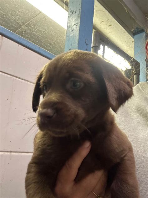 Natalie Webb Labrador Retriever Puppies For Sale In Nashville Nc