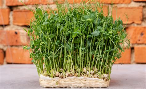 How To Grow Sprouted Seeds And Microgreens The Home Depot