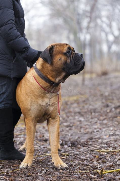 英国大型猛犬画象 库存图片 图片 包括有 逗人喜爱 敬慕 背包 春天 宠物 公园 森林 本质 67536847