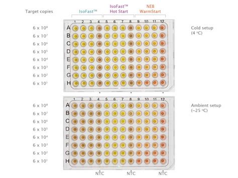IsoFast Hot Start Bst Polymerase Colour Witec AG