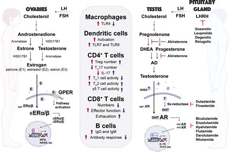 Sex Biased Adaptive Immune Regulation In Cancer Development And Therapy