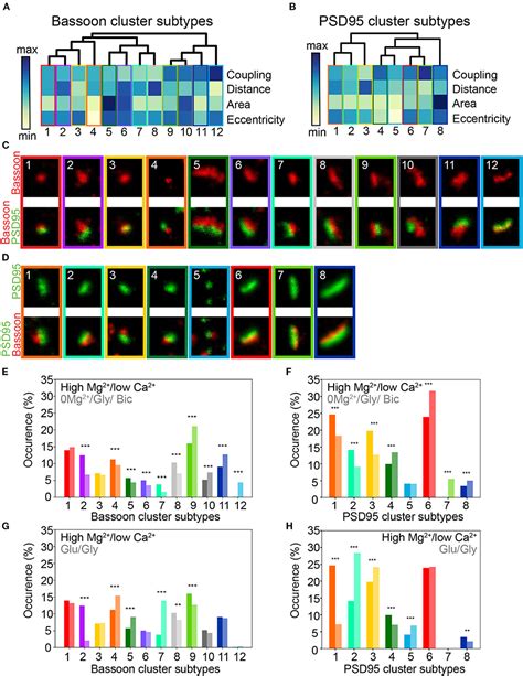 Frontiers Activity Dependent Remodeling Of Synaptic Protein