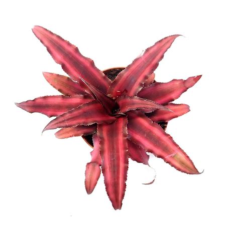 Cryptanthus Bivittatus Ruby