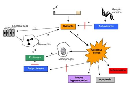 Stres Oksydacyjny Biotechnologiczny Portal Internetowy ISSN 2080 8682