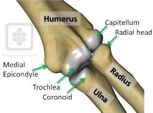 Elbow anatomy and approaches - ElbowDoc