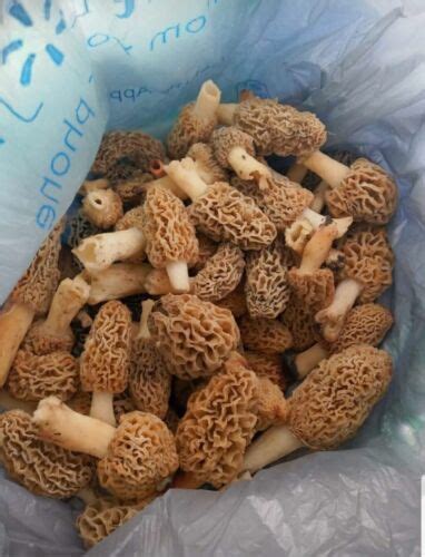 🍄 Morel Mushroom Spores Grow Kit 🍄 Organic Spawn Seeds Ebay