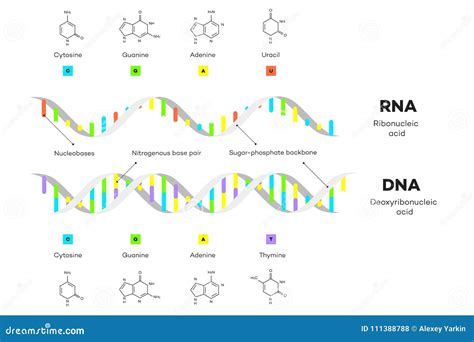 Moleculaire Structuur Van DNA En RNA Infographic Onderwijs