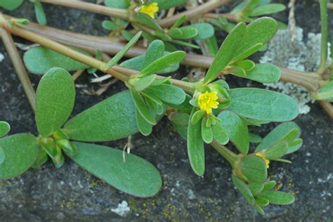 Portulaca oleracea / purslane