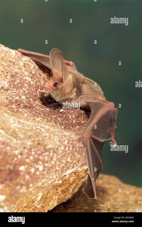 California Leaf Nosed Bat Macrotus Californicus Alamos Sonora Mexico