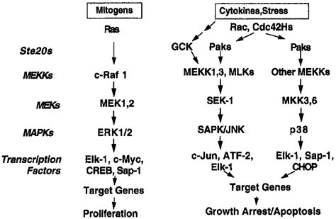 Growth Factors And Mitogen Activated Protein Kinases Hypertension