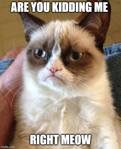 kidding  cat meme