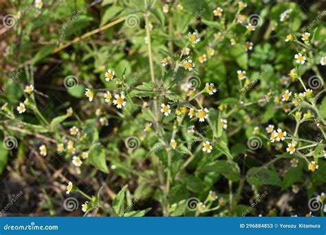 Hairy Galinsoga Shaggy Soldier Galinsoga Quadriradiata Flowers