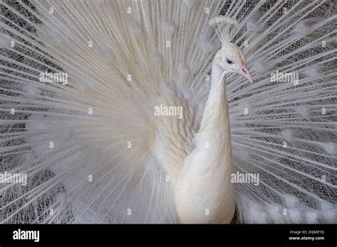 Albino Vogel Stockfotos Und Bilder Kaufen Alamy