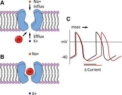 Ivabradine Circulation