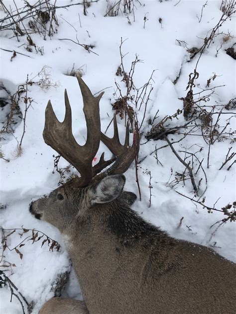 Trophy Alberta Whitetail Hunts Guided Whitetail Hunts Canada