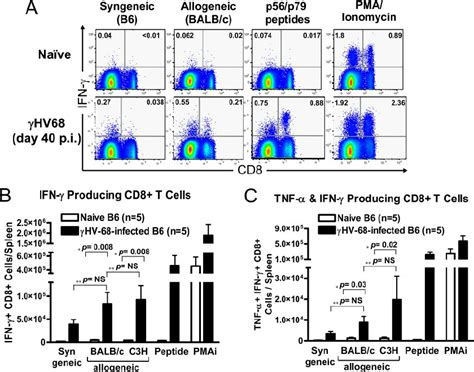 Hv68 Infected B6 Mice Demonstrate Increased Cd8 ϩ T Cell Download