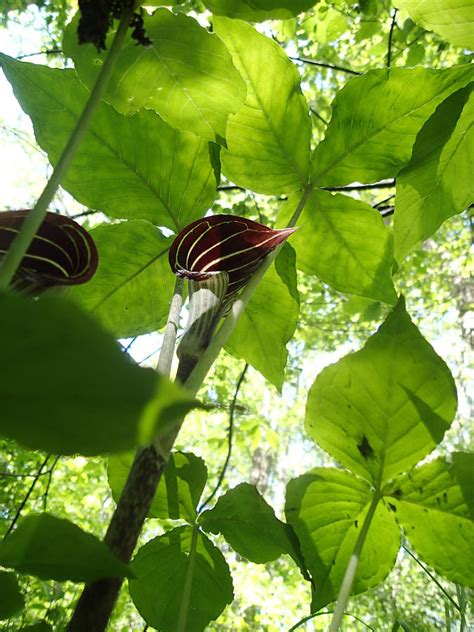 Jack In The Pulpit 4 Photograph By Robert Nickologianis Fine Art America