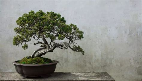 Bonsai Trees Facts You Should Know Lifeandtrendz