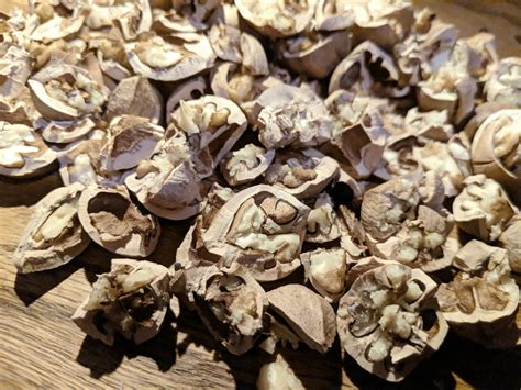 Cracked Sweet Pignut Hickory Nuts. - Hickory Nuts for Sale