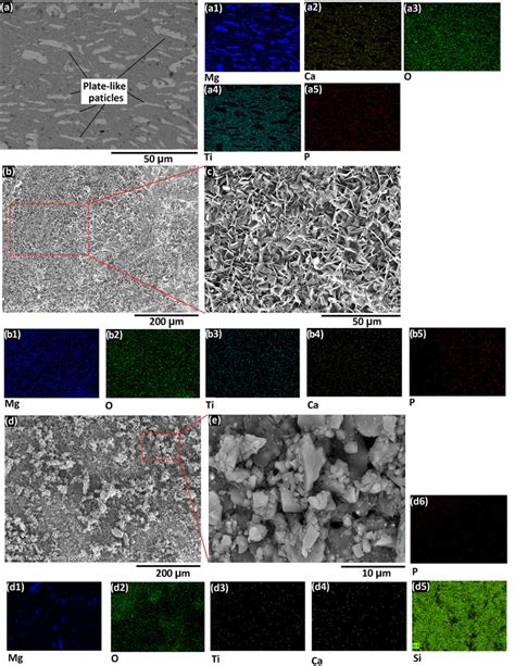 Surface Field Emission Scanning Electron Microscopy Fe Sem