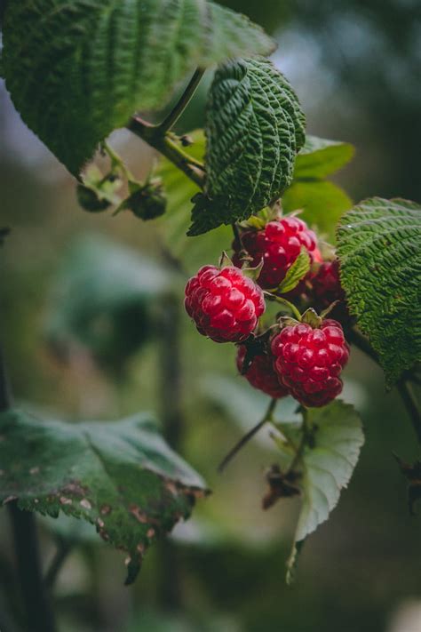 Raspberry Berry Macro Plant Hd Wallpaper Peakpx