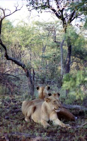 Aventuras Incr Veis Na Frica Do Sul Desde Os Saf Ris A Descubra A