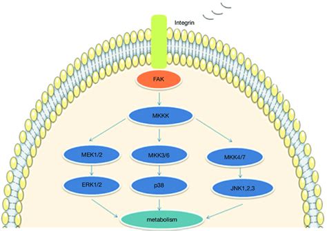 The Influence Of Lipus On The Integrinfakmapk Signaling Pathway To