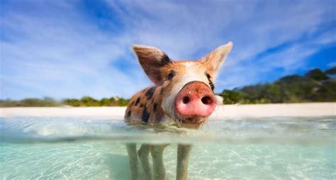 Pig Beach: Island in Bahamas Inhabited by Swimming Pigs