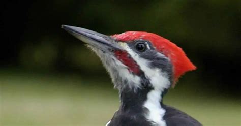 Woodpecker Behavior - AnimalBehaviorCorner