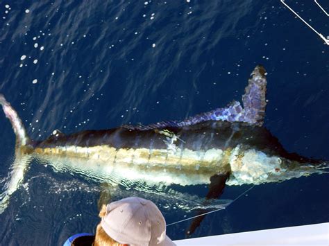 Striped Marlin Fish