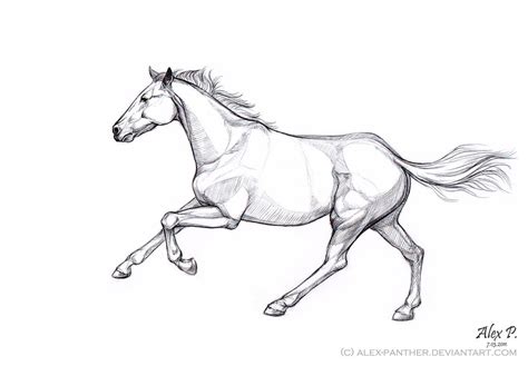 Horse Galloping Drawing at PaintingValley.com | Explore collection of ...