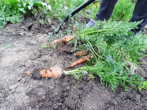 Harvest Carrots In The Field For Eating Harvesting Stock Photo Image