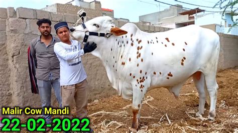 Malir Mandi Karachi Latest Update Rates 22 02 2022 Cattle Market