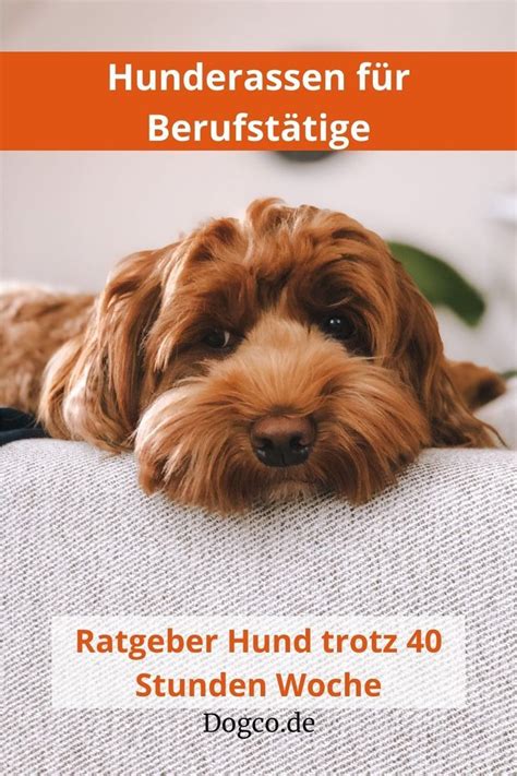 Der Cavapoo Rasseportrait Artofit