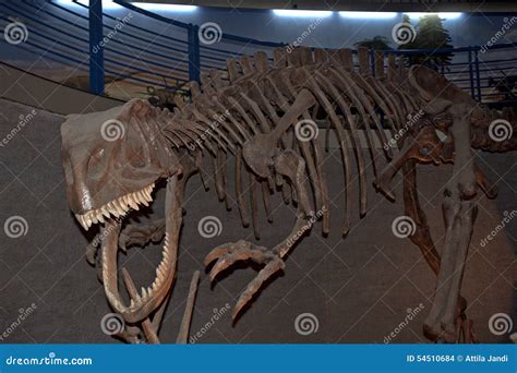 Yangchuanosaurus Shangyuensis, Beijing, China Editorial Stock Image - Image of paleontology ...