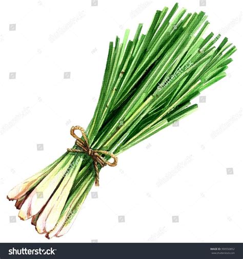 Bundle Fresh Lemon Grass Isolated On Stock Illustration 390550852