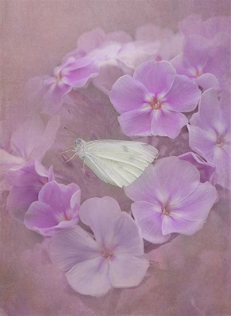 In The Pink Photograph By Angie Vogel Fine Art America