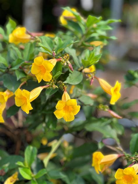 Allamanda - Shopic