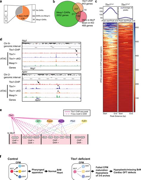 Open Chromatin Status In TBX1 Binding Regions In Vivo Was Reduced In