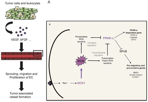 Schematic Representation Of The Role Of Nox In Tumor Angiogenesis A