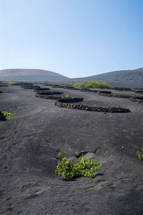 Vines Plantation on Volcanic Soil · Free Stock Photo