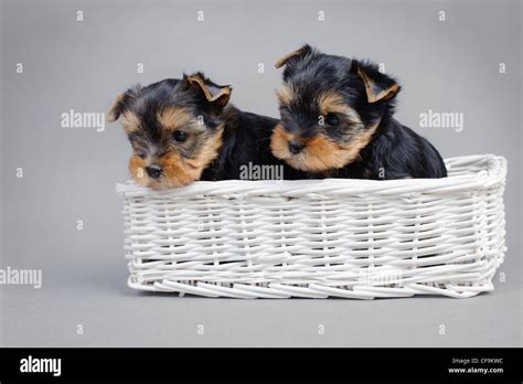 Yorkie Puppies Hi Res Stock Photography And Images Alamy