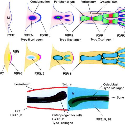 FGF Receptor Mutations In Human Chondrodysplasia And Craniosynostosis