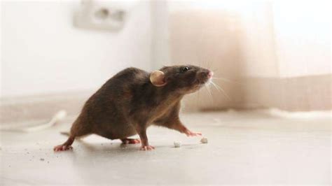 Mice Exterminator How Much Does It Cost Ant Pest Control