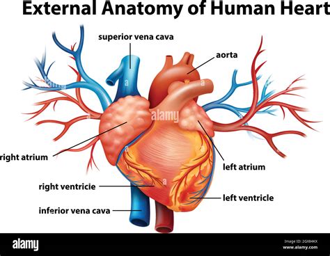 Anatomy of the human heart Stock Vector Image & Art - Alamy