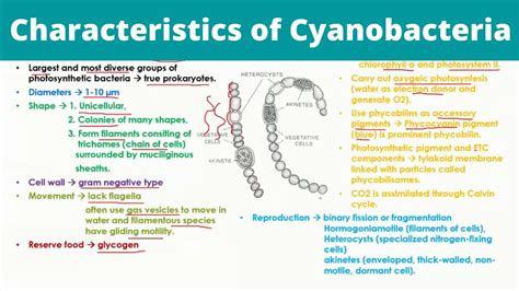 Characteristics of Cyanobacteria | Blue Green Algae - YouTube