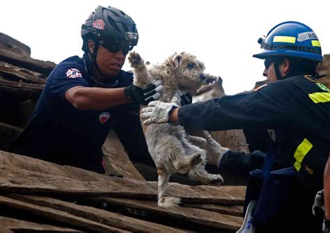 15 Amazing Humans Who Heroically Saved Animals | HorizonTimes