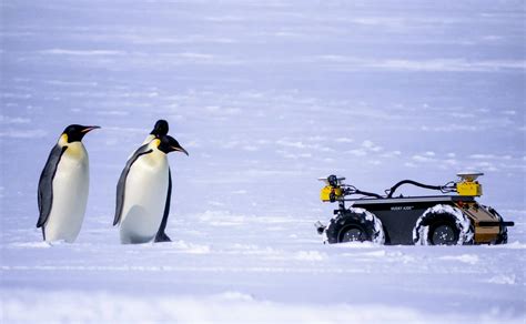 El Espía De Los Pingüinos No Trae Buenas Noticias