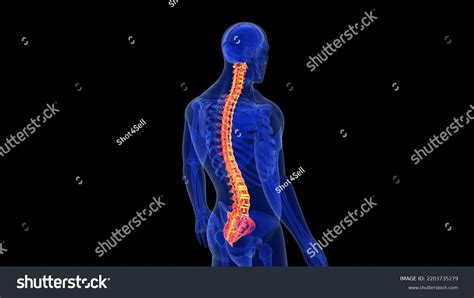 Human Skeleton Back Bone Anatomy 3d Stock Illustration 2203735279 ...