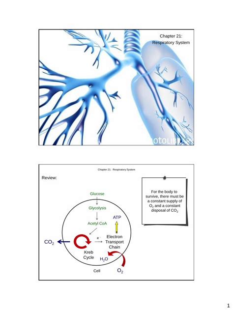 PDF Chapter 21 Respiratory System Western Oregon Universitywou Edu